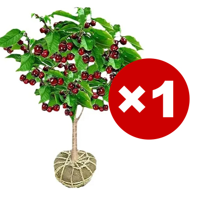 【🎖️🎖️🎖️Beliebte Artikel】Echte chilenische kirschsetzlinge