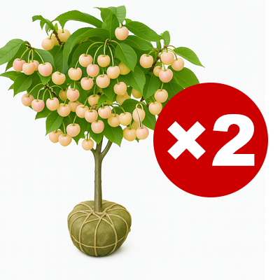 【🎖️🎖️🎖️Beliebte Artikel】Echte chilenische kirschsetzlinge