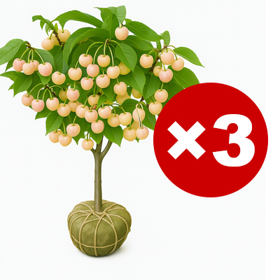 【🎖️🎖️🎖️Beliebte Artikel】Echte chilenische kirschsetzlinge