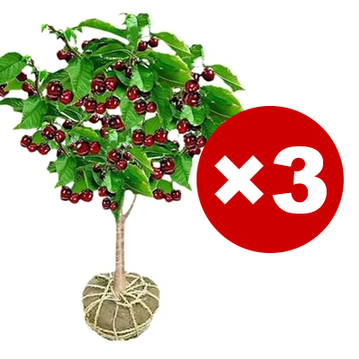 【🎖️🎖️🎖️Beliebte Artikel】Echte chilenische kirschsetzlinge