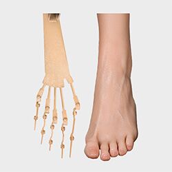 Toe Bones