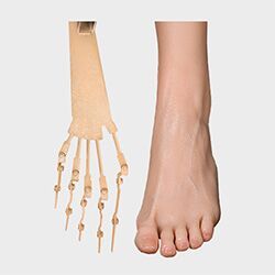 Toe Bones
