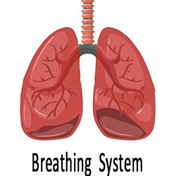 Breathing System