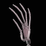 Finger Joints