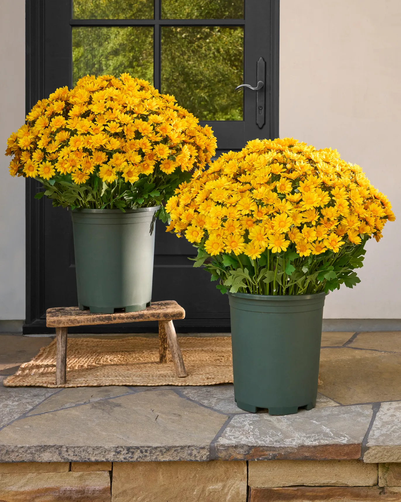 💥Last Day Each Only $2.99- Artificial Outdoor Sunset Mums Flowers - UV resistant, Waterproof, Windproof