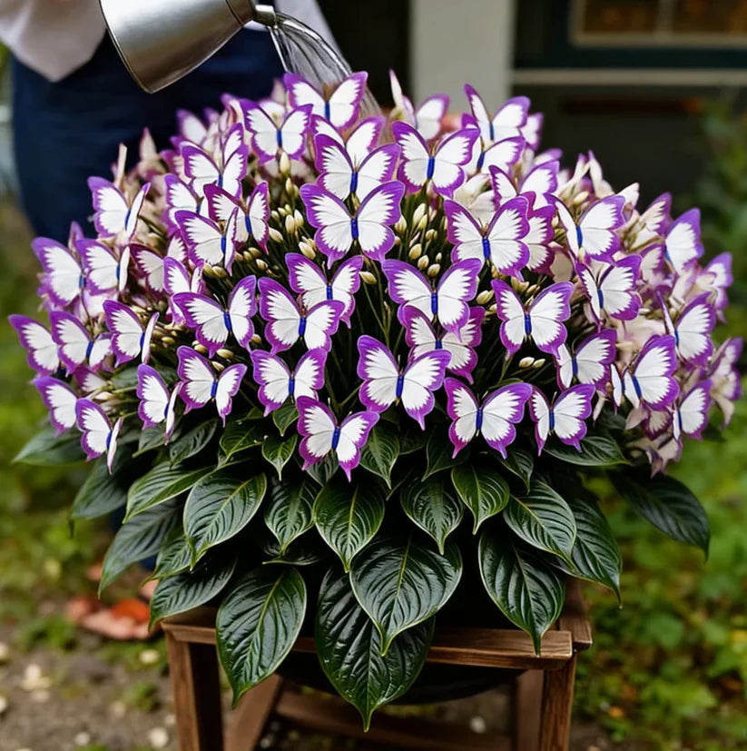 Moonlight Butterfly Flower Seeds - Pack of 20