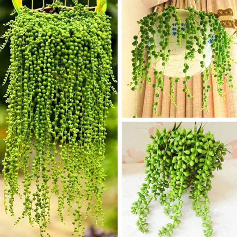 Pearl Chlorophytum