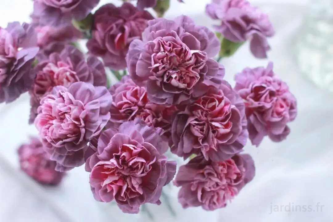 🎁50% de Réduction 🌸Graines D'œillet