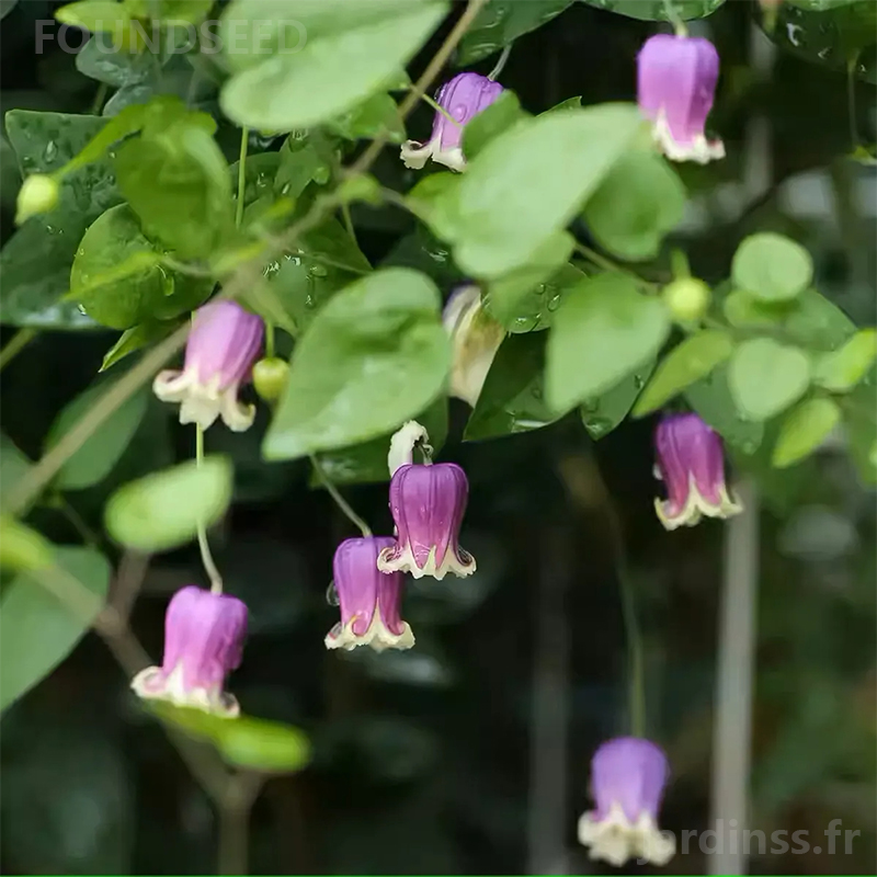 🎁50% de Réduction🌸🌸Graines de Clématite