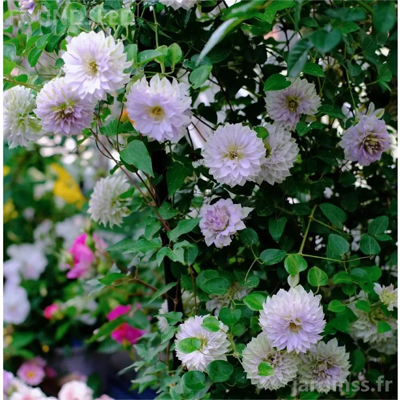 🎁50% de Réduction🌸🌸Graines de Clématite