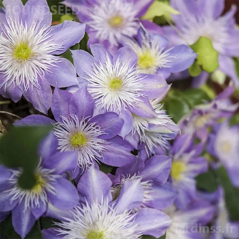 🎁50% de Réduction🌸🌸Graines de Clématite