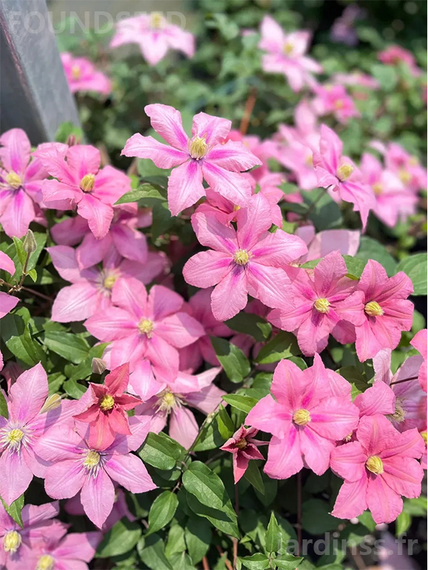 🎁50% de Réduction🌸🌸Graines de Clématite