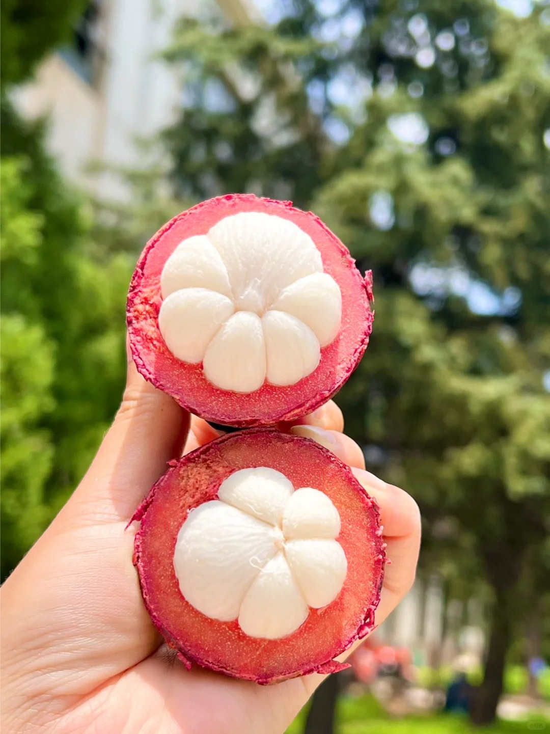 🌿 Mangosteen Seeds - Grow Your Own "Queen of Fruits"!