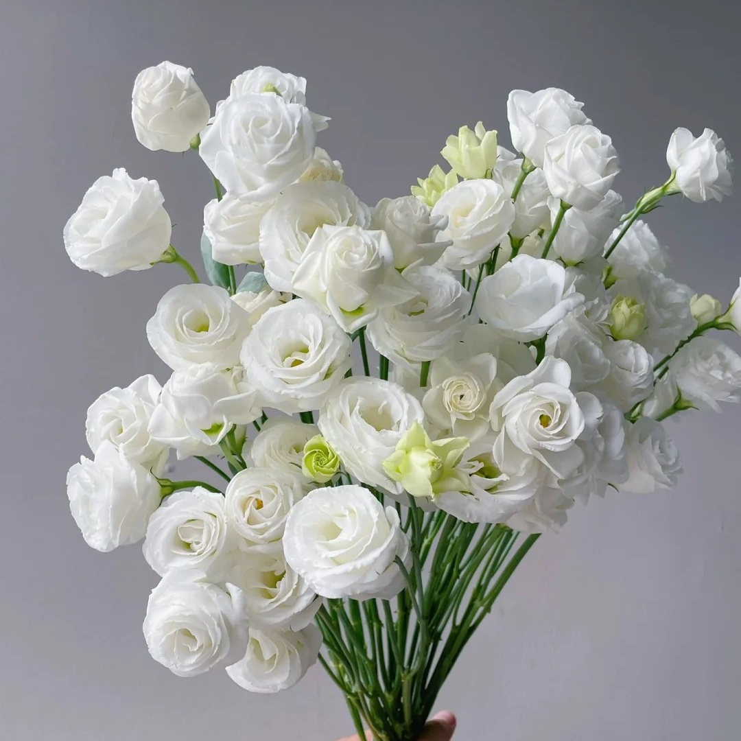 🌸 Lisianthus - The Romantic Fairy from Afar 🌸