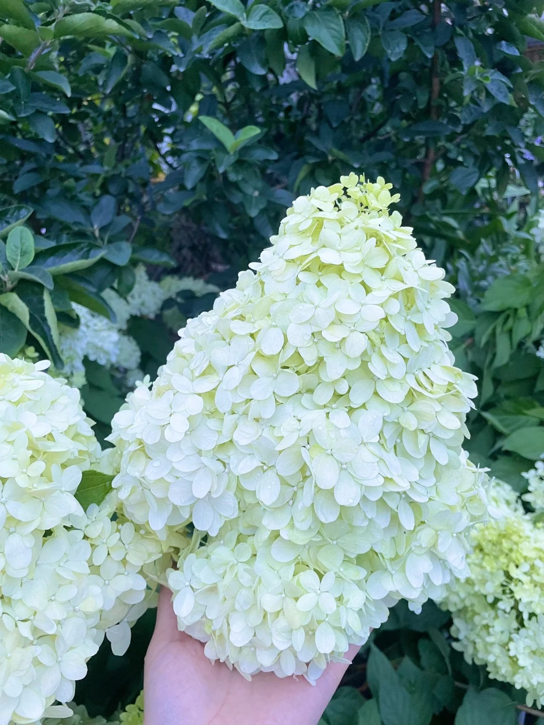 Grow Enchanting Hydrangeas from Seeds! 🌸🌿