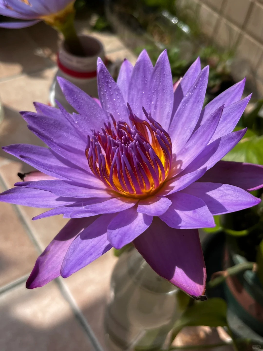 🔥 50% de Réduction 🎁⏰Les graines de nénuphar