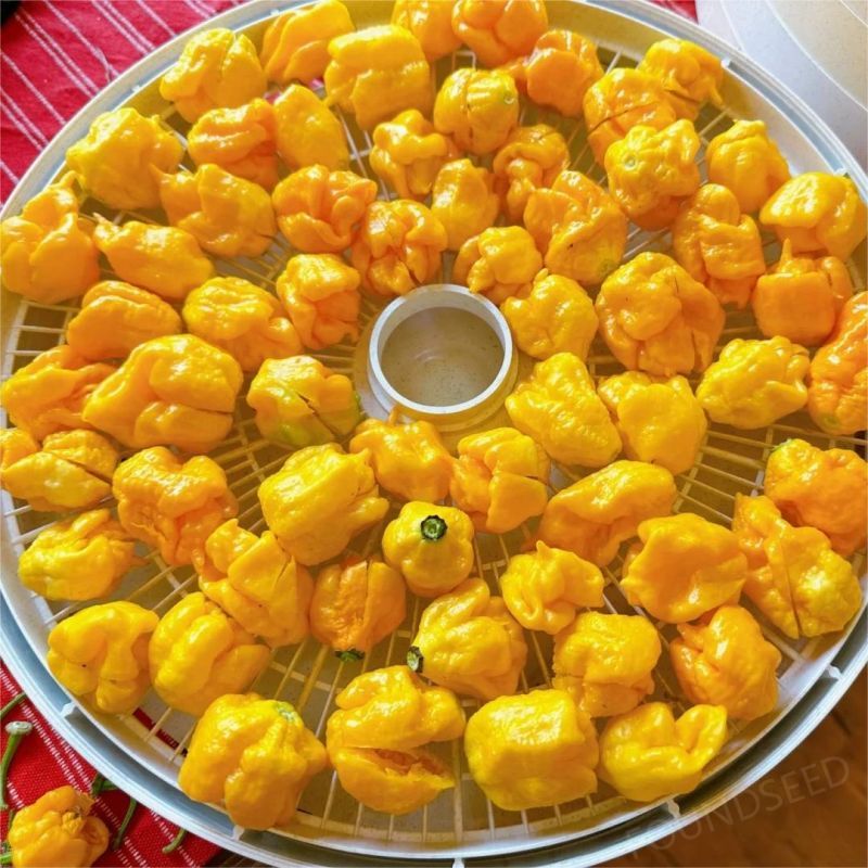 Semillas de Chile Mixtas