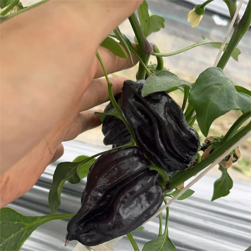 Semillas de Chile Mixtas