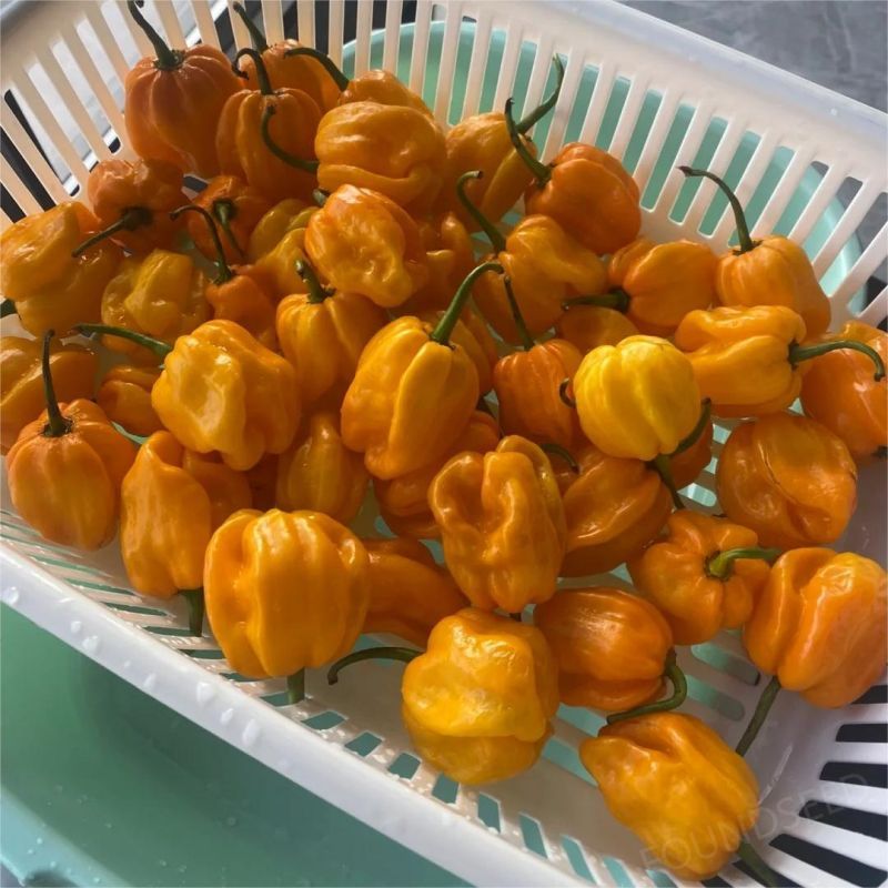 Semillas de Chile Mixtas