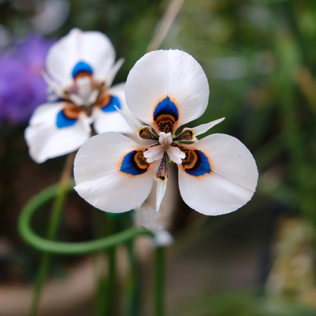 Moraea New Hybrid Flower Seeds - White and Blue