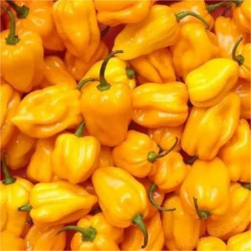 Semillas de Chile Mixtas