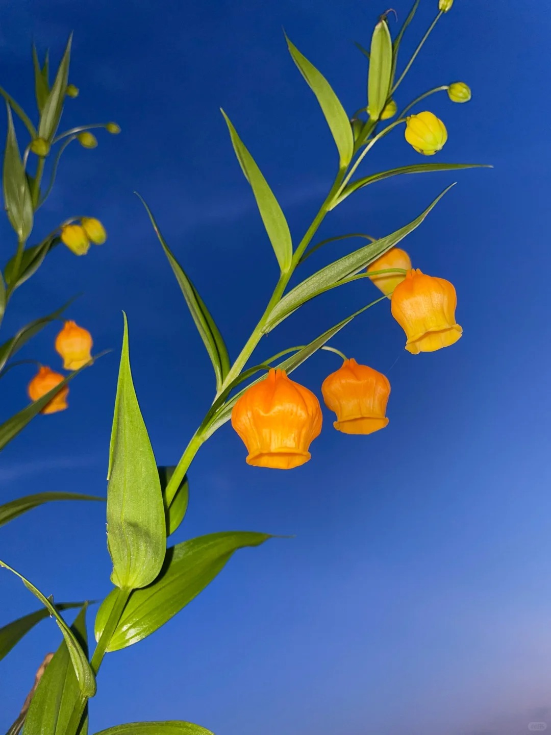 Palace Lantern Lily Flower Seeds