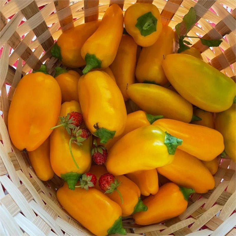 Semillas de Chile Mixtas