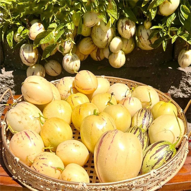 🍐🍐Graines de Pepinos (Melon Poire)