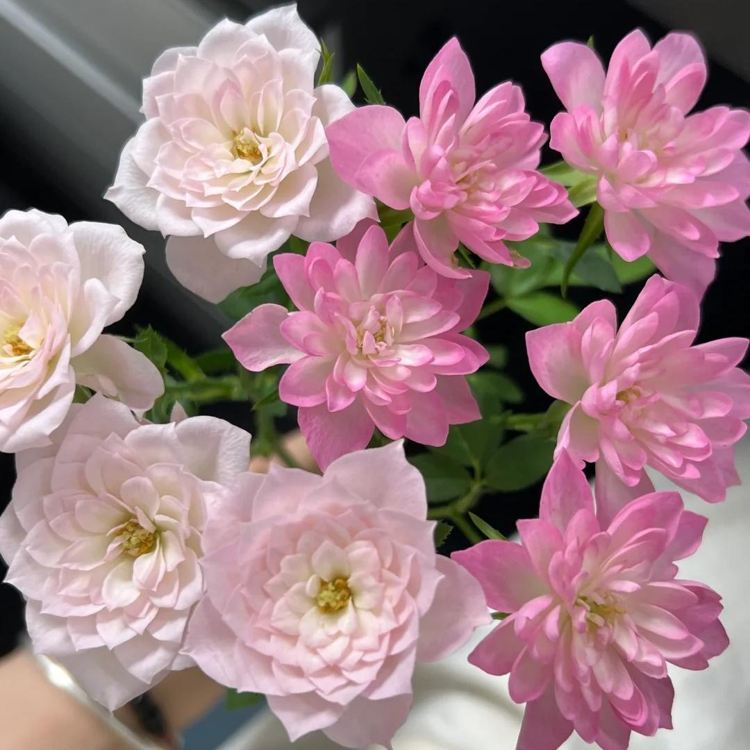 🔥Miniature Roses - Myriad Stars