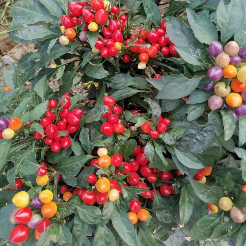 Semillas de Chile Mixtas