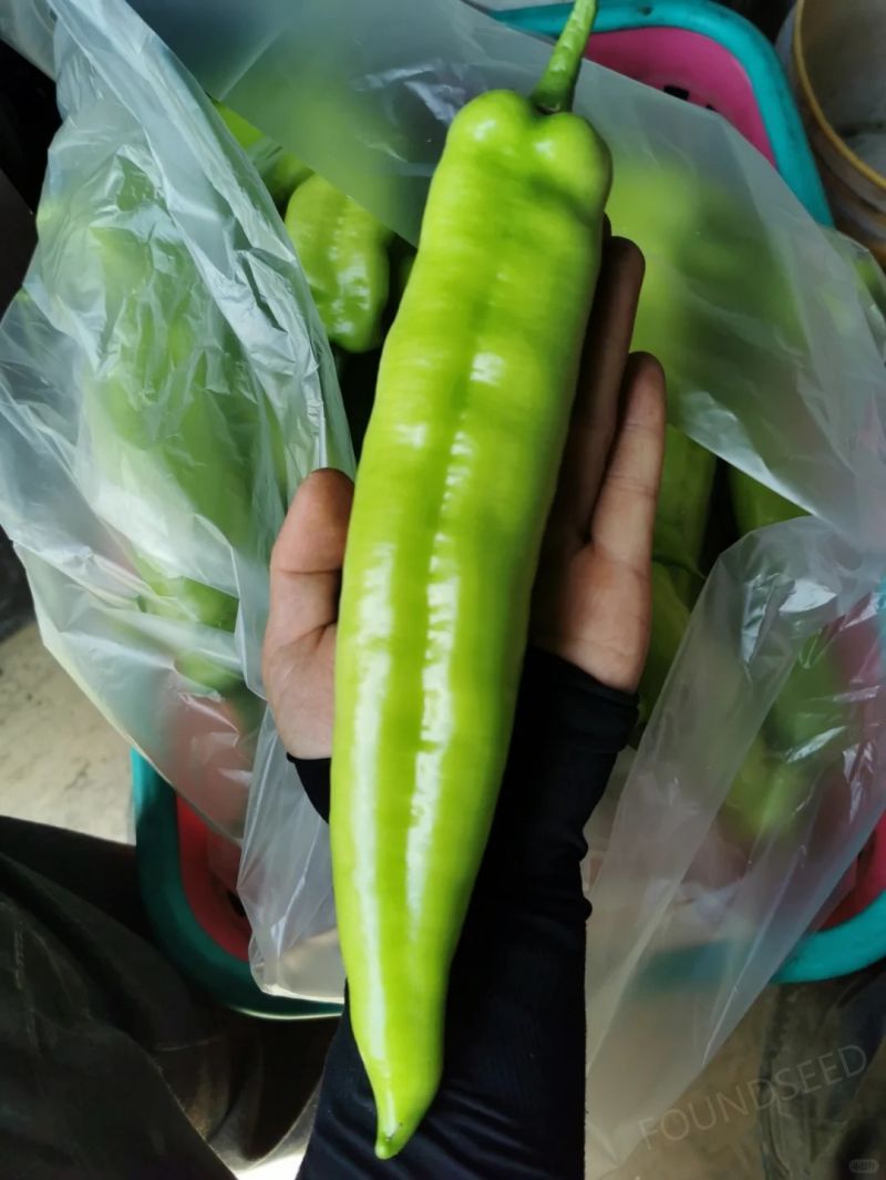 Semillas de Chile Mixtas