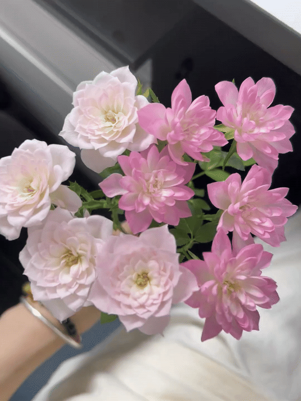 🔥Miniature Roses - Myriad Stars