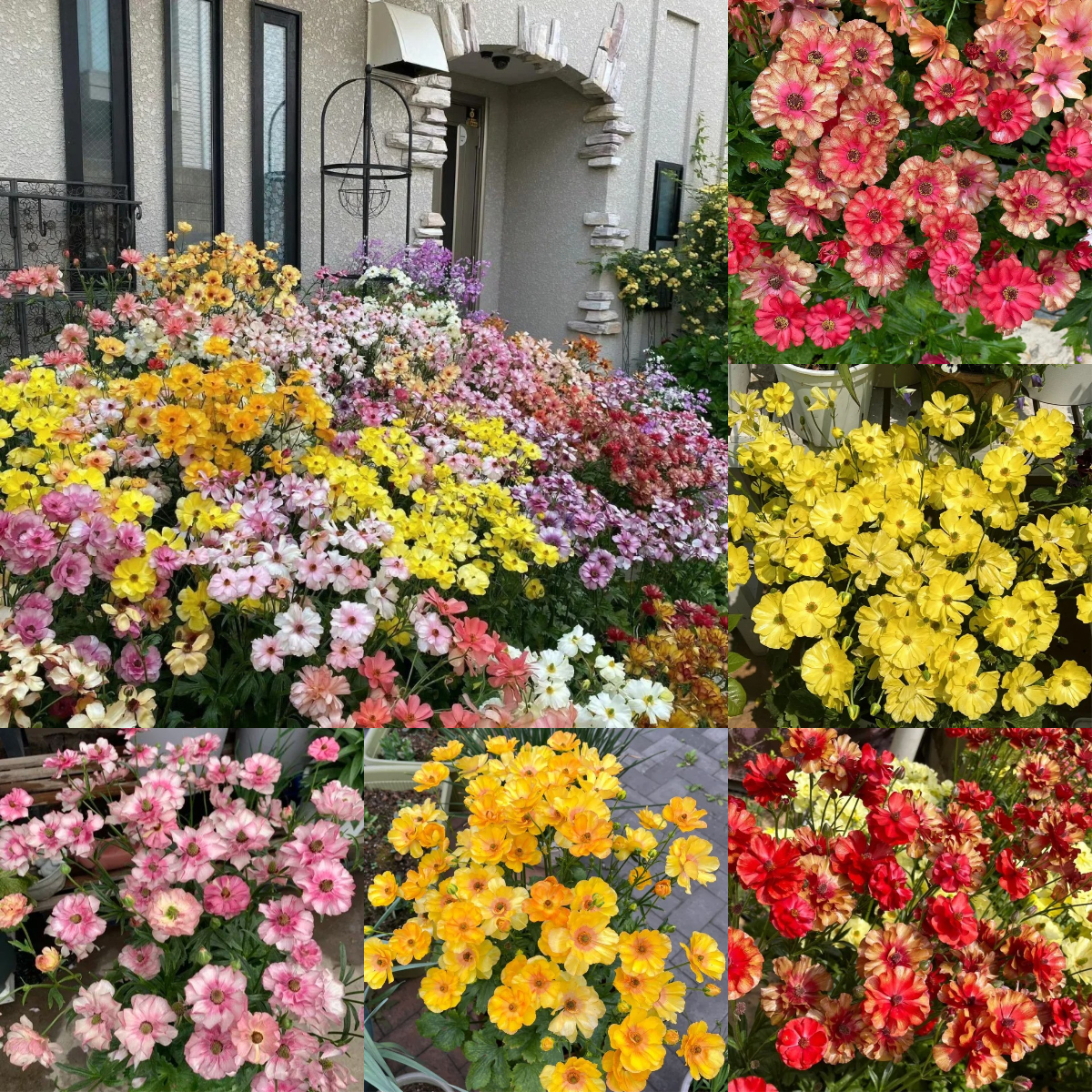 🦋 Butterfly Ranunculus Seeds