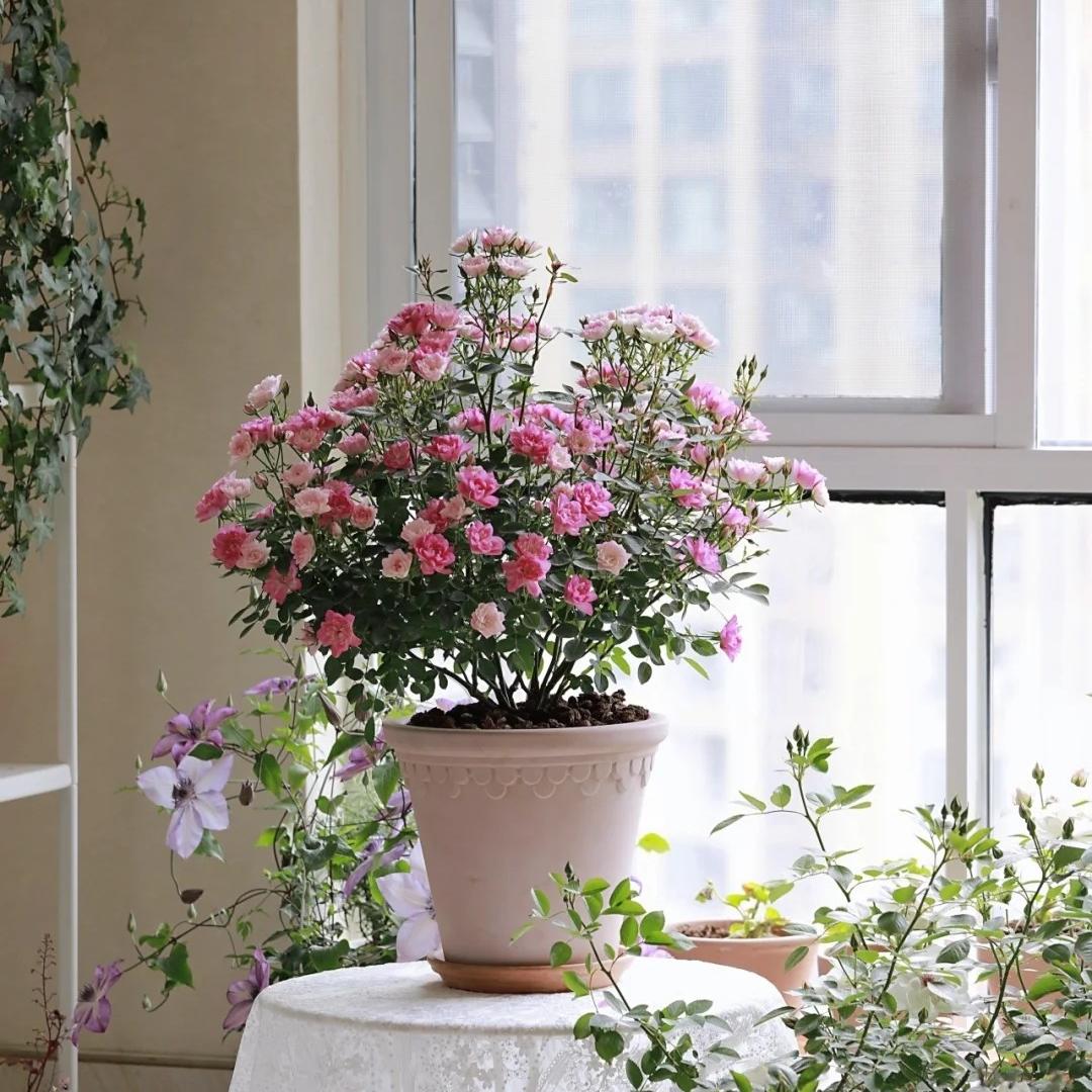 🔥Miniature Roses - Myriad Stars