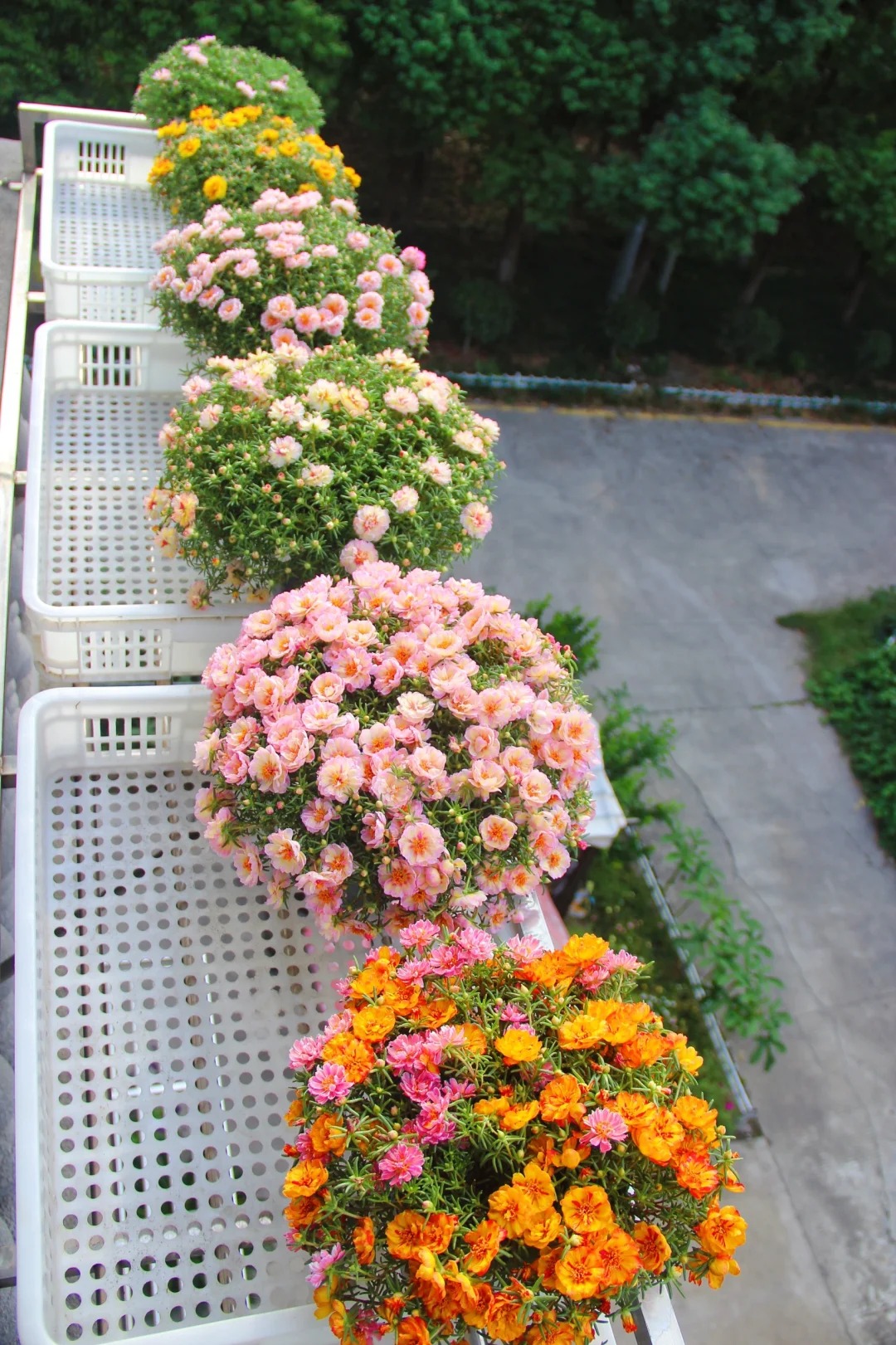 🌸 Mixed Color Double Portulaca Seeds