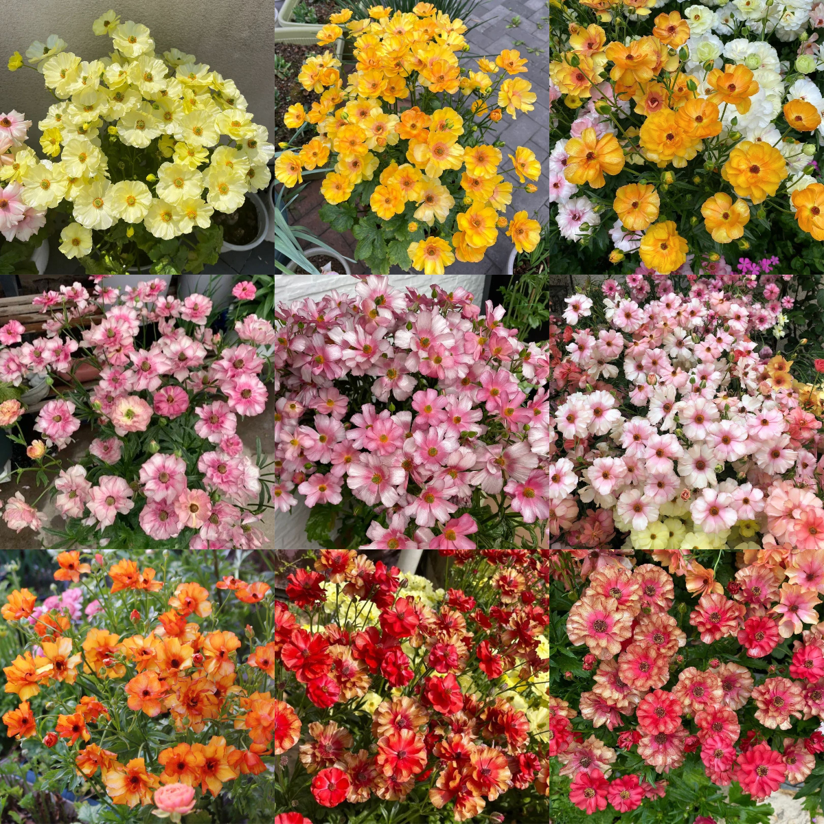 🦋 Butterfly Ranunculus Seeds