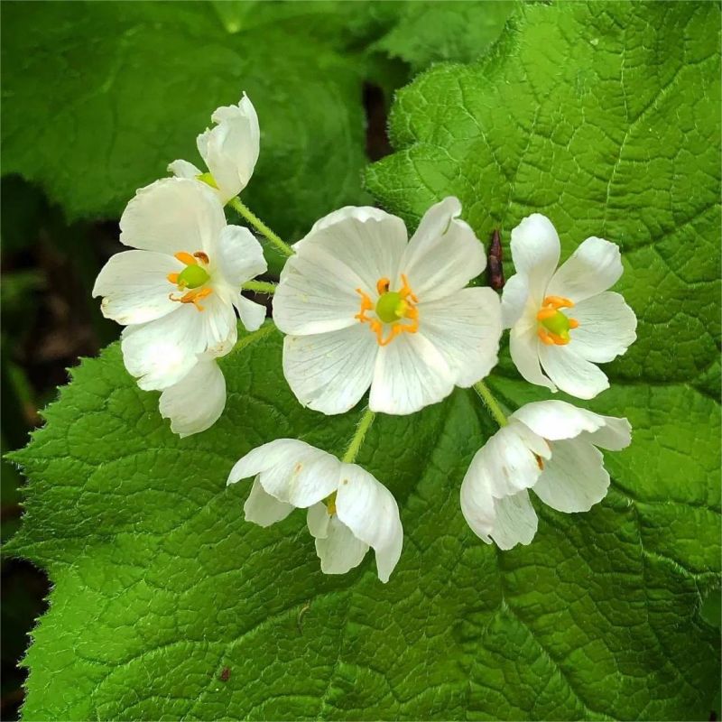 🎁50% de Réduction 🔥Grains de Fleur de Diphylleia grayi - fleur squelette