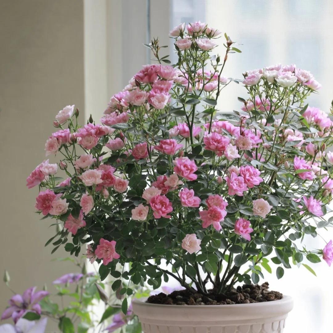 🔥Miniature Roses - Myriad Stars