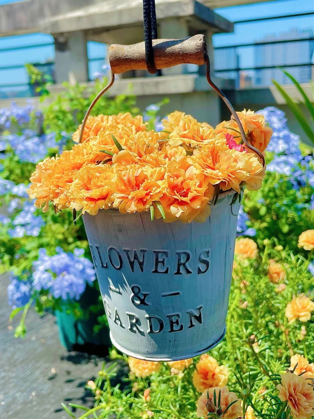 🌸 Mixed Color Double Portulaca Seeds