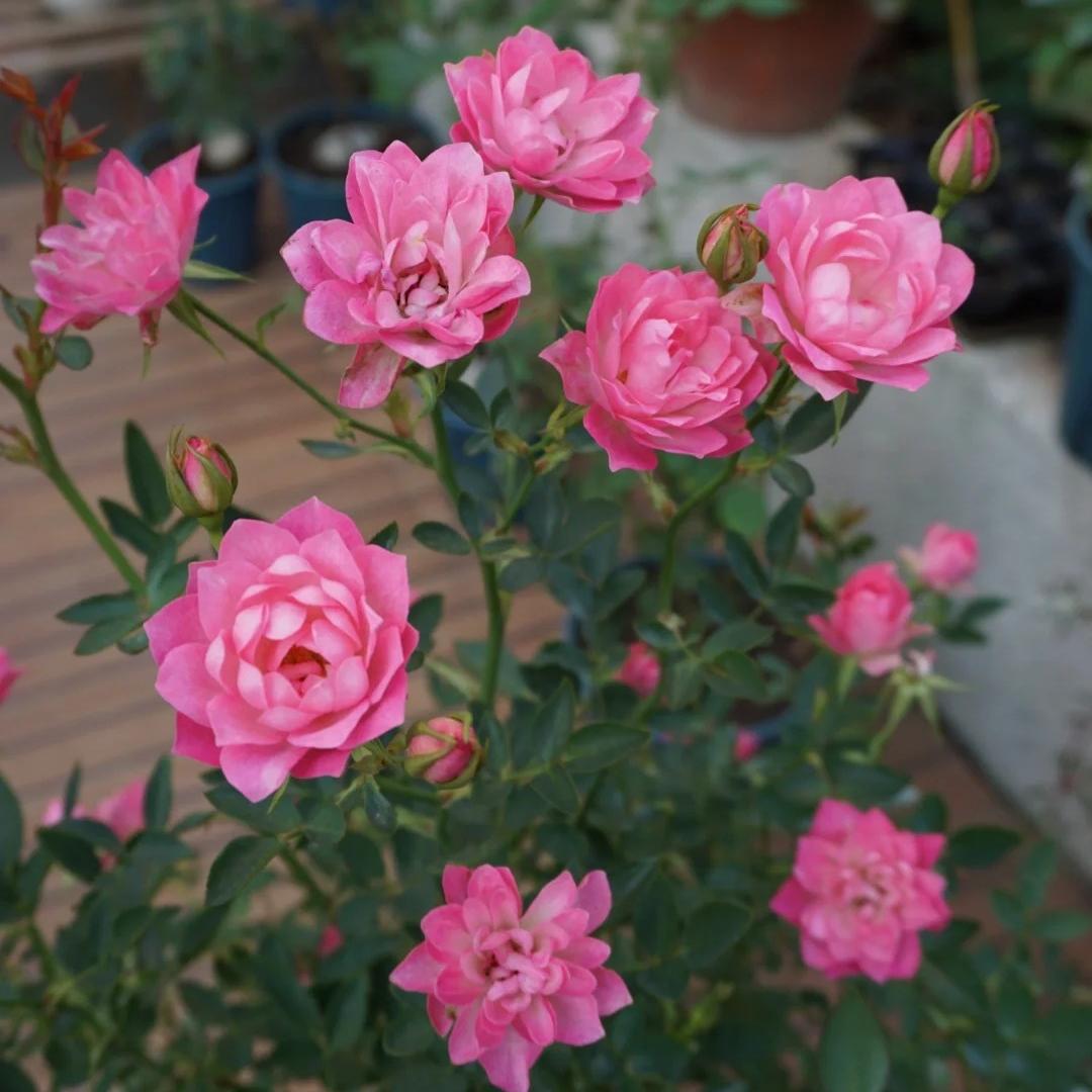 🔥Miniature Roses - Myriad Stars