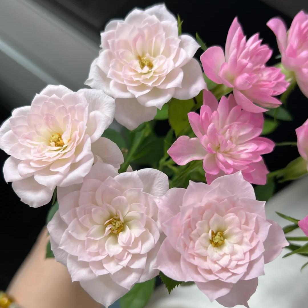 🔥Miniature Roses - Myriad Stars