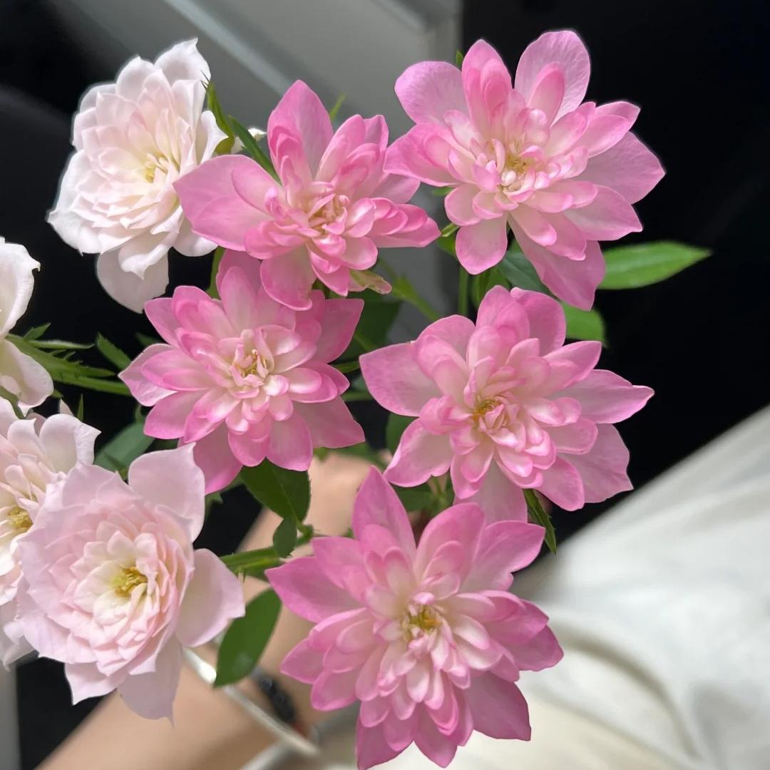 🔥Miniature Roses - Myriad Stars