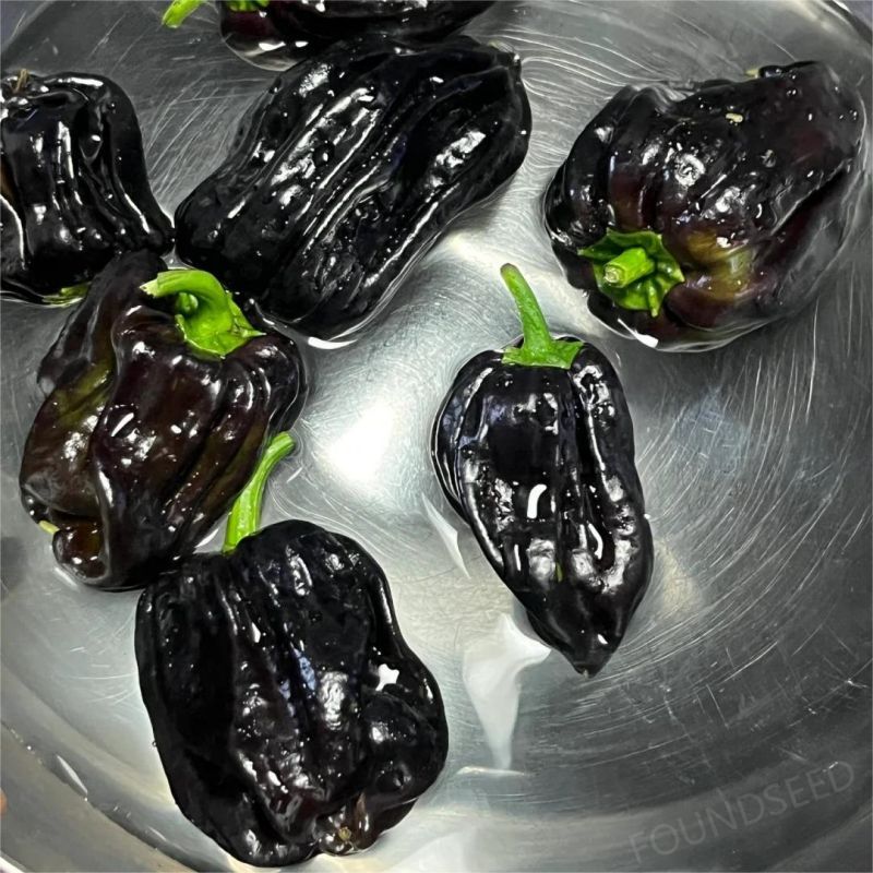 Semillas de Chile Mixtas