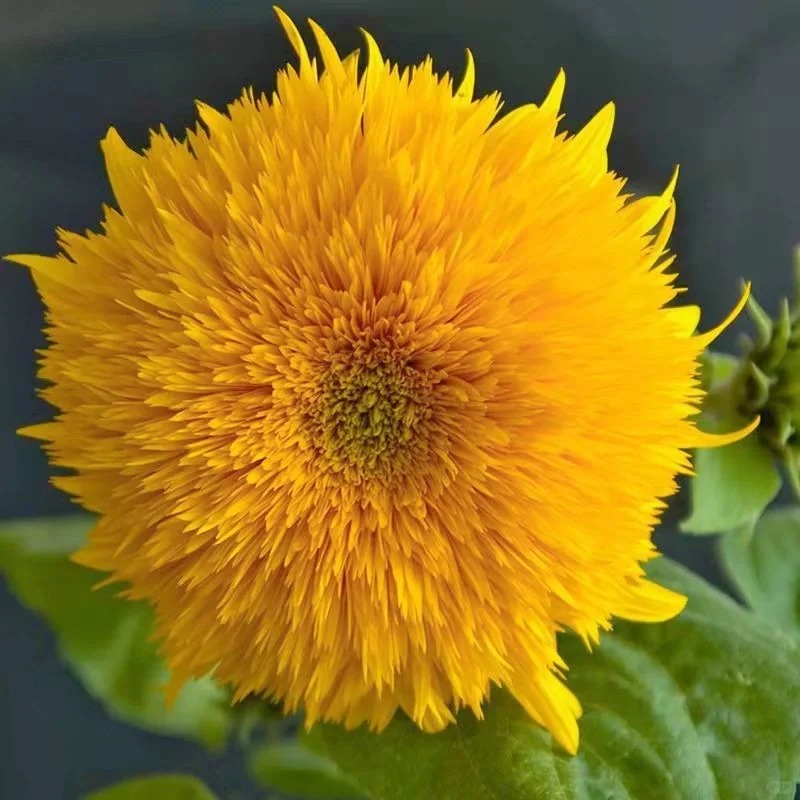 🌻🐻 Teddy Bear Sunflower Seeds