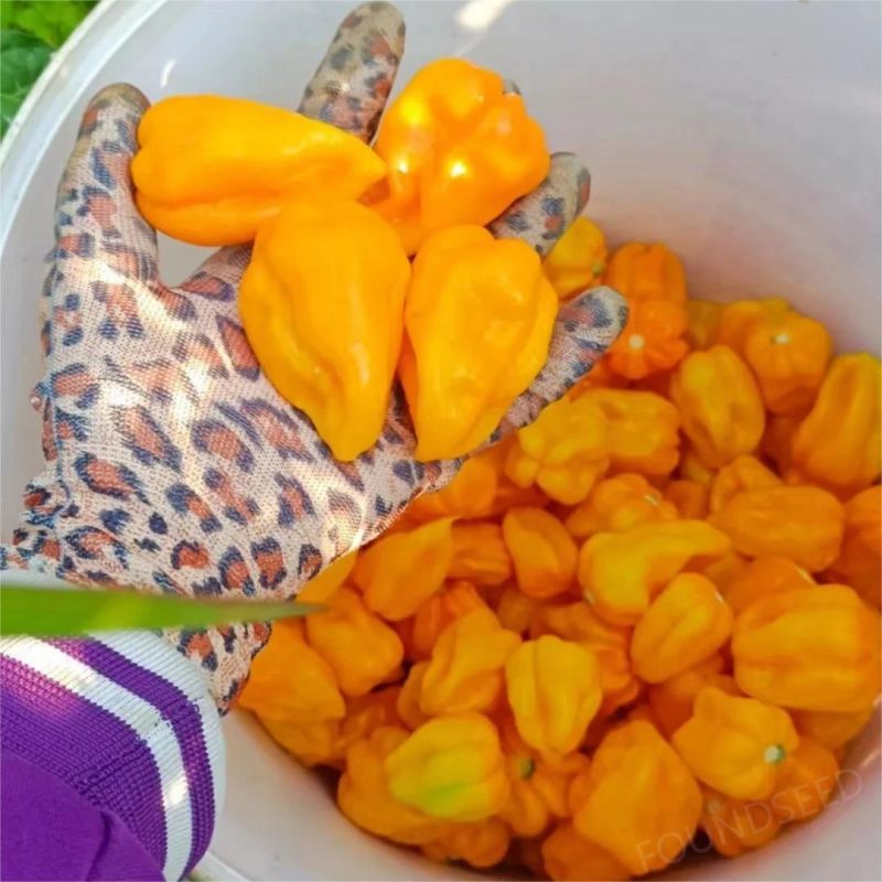 Semillas de Chile Mixtas