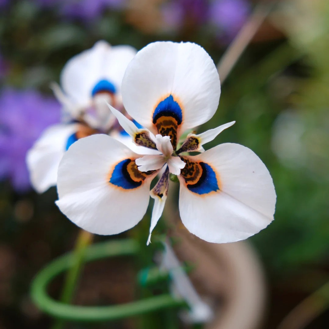 Moraea New Hybrid Flower Seeds - White and Blue