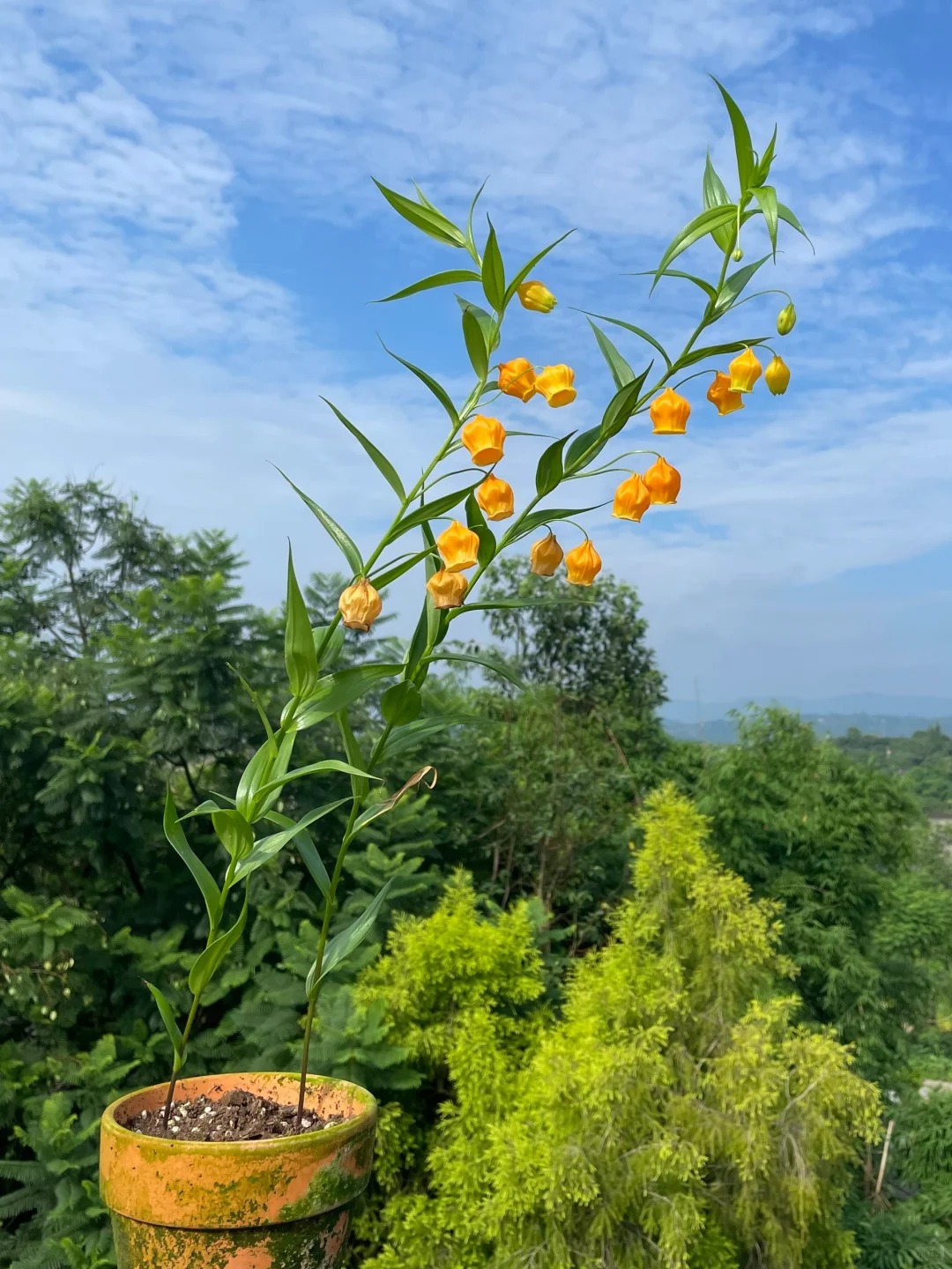 Palace Lantern Lily Flower Seeds