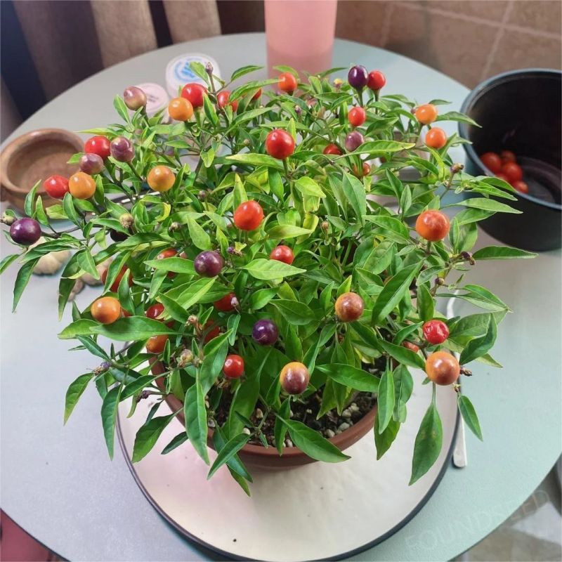 Semillas de Chile Mixtas