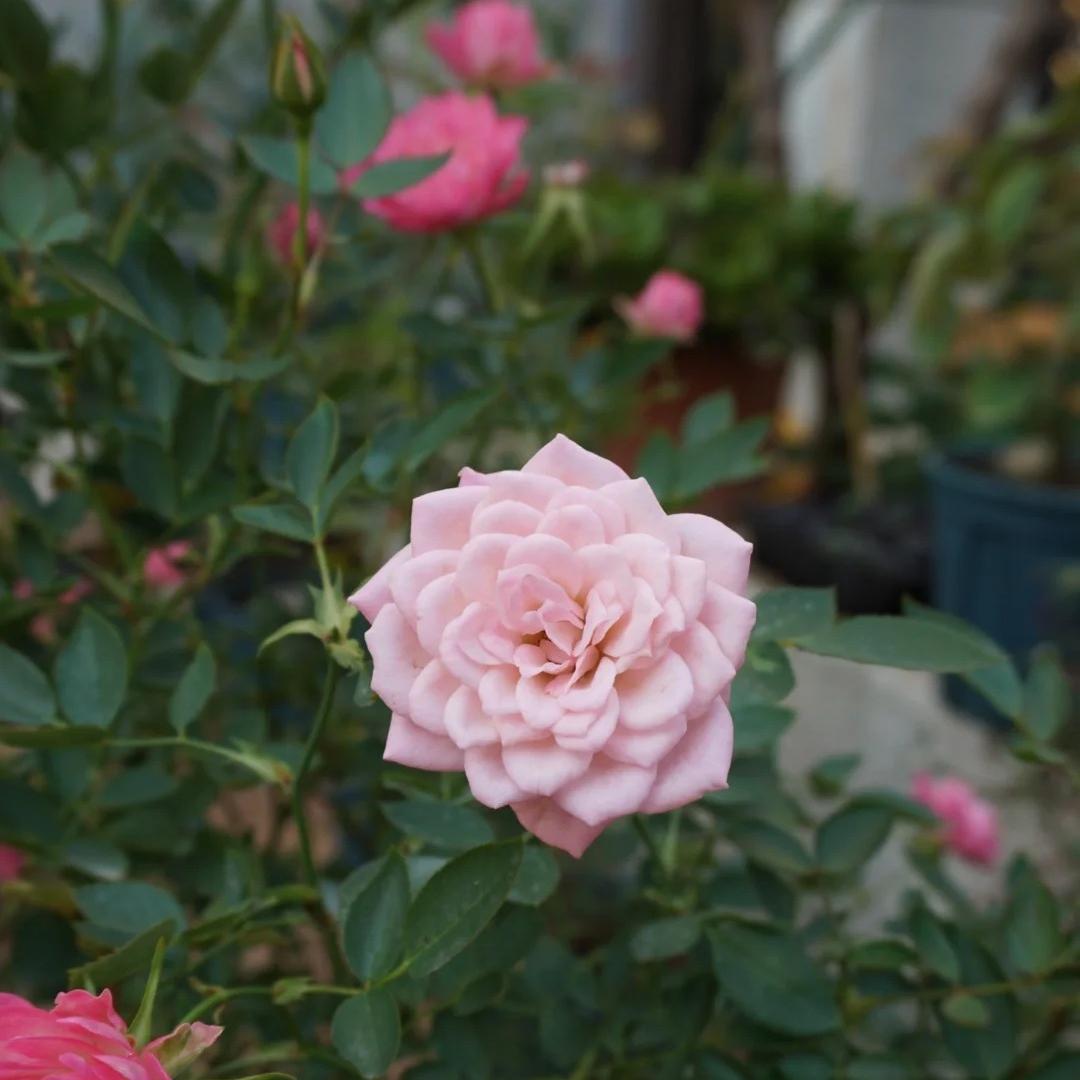 🔥Miniature Roses - Myriad Stars