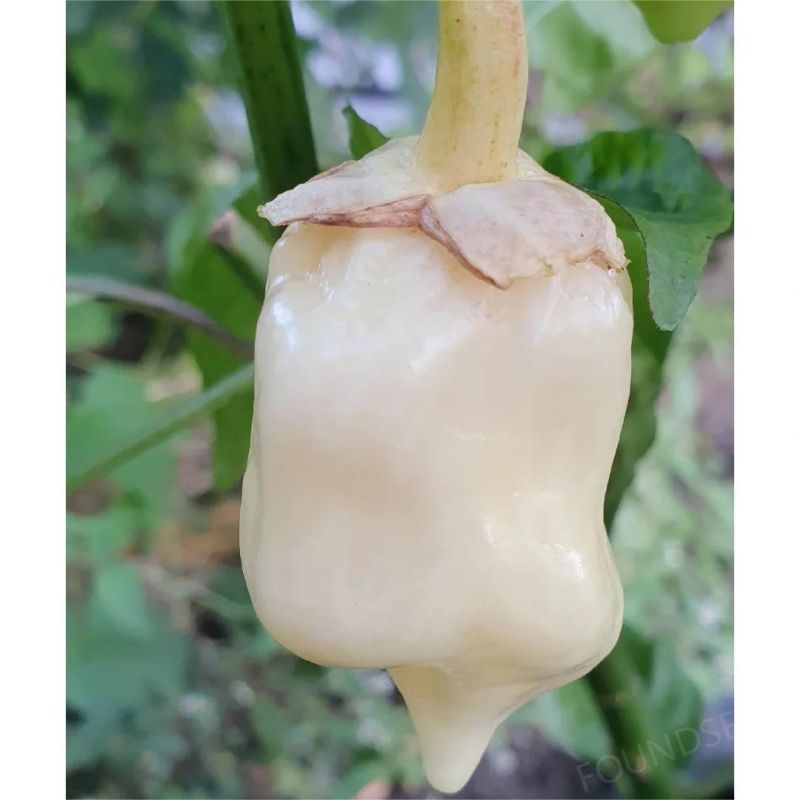 Semillas de Chile Mixtas